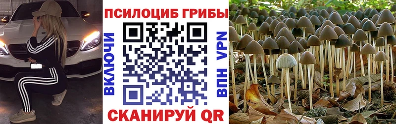 Галлюциногенные грибы Psilocybine cubensis Астрахань
